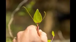This Spring Wild Edible Contains Protein! (Smilax)