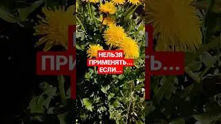 #одуванчик Противопоказания #youtubeshorts #shortvideo #обовсём #полезныезнания #здоровье