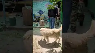 Деревенька в Минской области.
