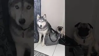 Подношение со звёздочкой