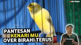 5 PENYEBAB KENARI OVER BIRAHI‼️MASIH MAU DILAKUIN?