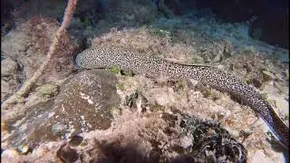 Night Dive | Cozumel | Mexico