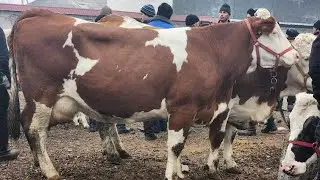 23 Milliondan Simmental Sigirlar Shaxrixon Xoldanbek Choja Mol Bozori 2023 !