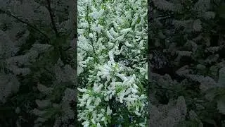 Крымская Черемуха зацвела