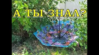 Как собрать ЖИМОЛОСТЬ ЗОНТИКОМ ⛱за 5 минут?👍👍👍