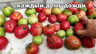 🍅🍅ТОМАТ ВЕЛЬМОЖА. Обзор сорта