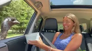 Girl On Safari Drive Thru Freaking Out Over Animals In Car