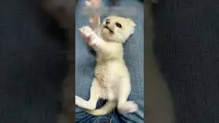 Женщина думала, что нашла котенка, но это оказался...