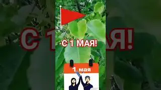 С 1 мая! 🌸🌸🌸 #1мая