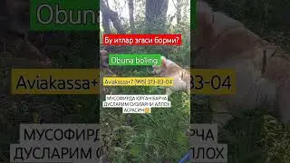 Ит гуштни эганлар борми? 🤣🤘🏼