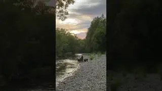 Медведи помешали фотосесси  нашей 😅