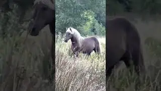 Stallion with Silver Mane and Tail