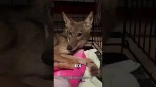 Русский мужик спас волка 💪😳