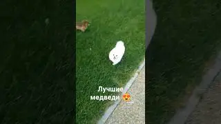Померанский Шпиц медвежьего типа 😍 на прогулке 🥰 #шпиц #собака #животные#pomeranian
