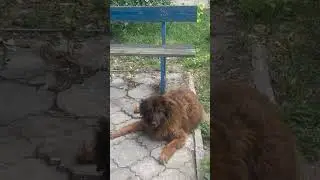 Собака много дней на этом месте
