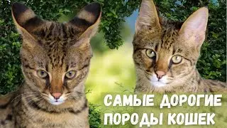 Самые дорогие породы кошек в Мире