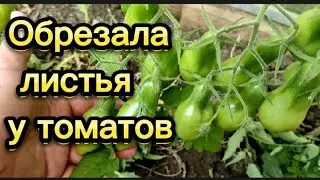 Обрезала листья у томатов.