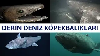 Derin Deniz Köpekbalıkları Neden Bu Kadar Ürkütücü?