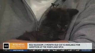 Meet Koji Blossom, a cute and loveable kitten available for adoption at the MD SPCA