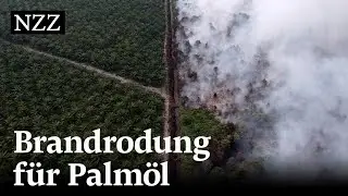 Stoppt Palmöl mit Nachhaltigkeitszertifikat die Abholzung vom Regenwald?