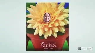 A Visit to Swan Island Dahlias