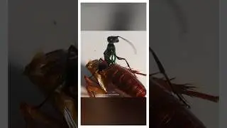 Таракан - спальный мешок для Изумрудной осы