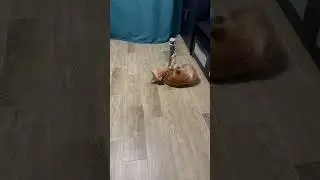 #мейнкун #большойкот