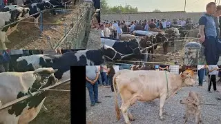 Кувасой Бехизор мол бозори нархлари