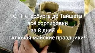 Посылка от Ирины Пеларгошник С-Пб. Обычное отправление!