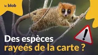 Biodiversité en danger : et si la faune de Madagascar disparaissait ? | Actu de science