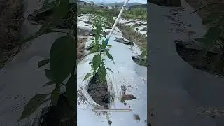 Pepper Root Irrigator Tool Makes Fertilizer Applying Job Easily !