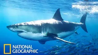 Акулы National Geographic Документальный Фильм про акул 2021