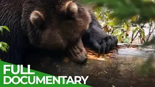 Brown Bears: Berserkers of the Mountains | Wild Italy | Episode 2 | Free Documentary Nature
