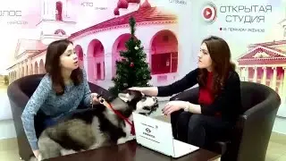 Эфир от 22.12.15  - Сибирский хаски - содержание, уход, повадки.
