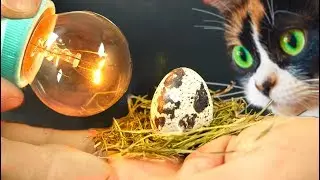 EXPERIMENT, BIRD FROM THE STORE EGG!