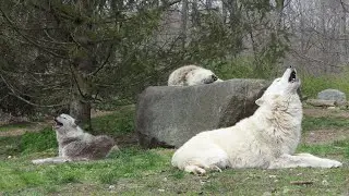 For Wolves, Three is the Magic Number 🐺
