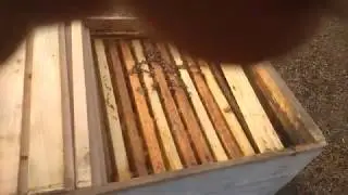 Зимовка пчёл с открытым гнездом. Часть 1.