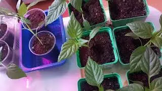 Досеваю томаты и делаю перевалку ранних перцев