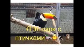 Vlog №14 Целый парк с разными птицами