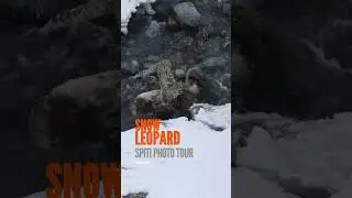 Snow Leopard Feasts on Ibex: Stunning Spiti Wildlife Moment!