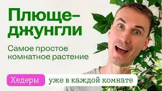 Плющ / Хедера — простое теневыносливое растение? Да, но есть нюанс