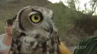 Great Horned Owl Release (Aug. 2015)