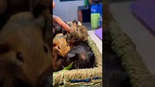 5 of my pregnant guinea pigs. I just can’t wait to share to you their soon pups! ❤️