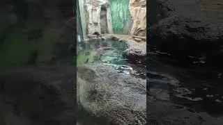 Выдры. ОКЕАНАРИУМ. 