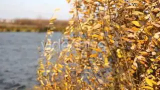 Stock Footage - Autumn Yellow Faded Leaves And Lake | VideoHive
