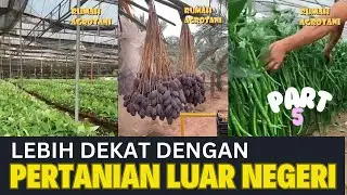 Lebih Dekat dengan Pertanian Modern di Luar Negeri Part 5 #kumpulanshorts