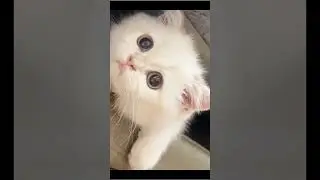 Cute Cat Compilation 🐈| Beautiful Cat| Humpty Hobbies