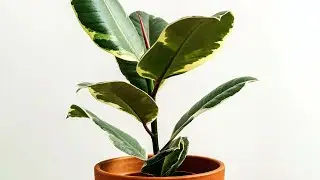 How to Grow Ficus Elastica by Air Layering | Care conditions, results