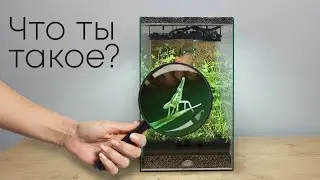ТРИ МЕСЯЦА СПУСТЯ. ЧТО МЫ НАШЛИ В ТЕРРАРИУМЕ С ХИЩНЫМИ РАСТЕНИЯМИ.