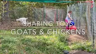 Ava sharing toys with Goats & Chickens